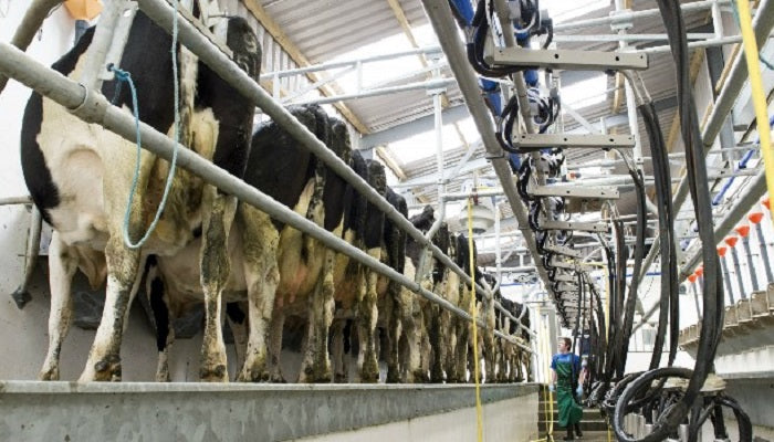 Dairy